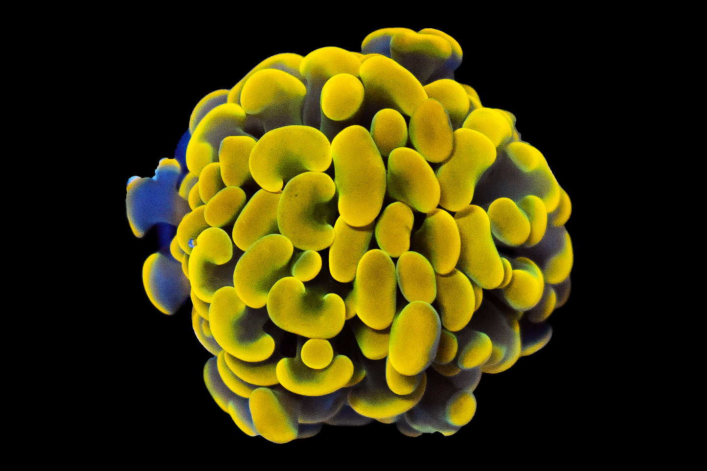 Euphyllia Paraancora Ultra Gold 499kr p/h