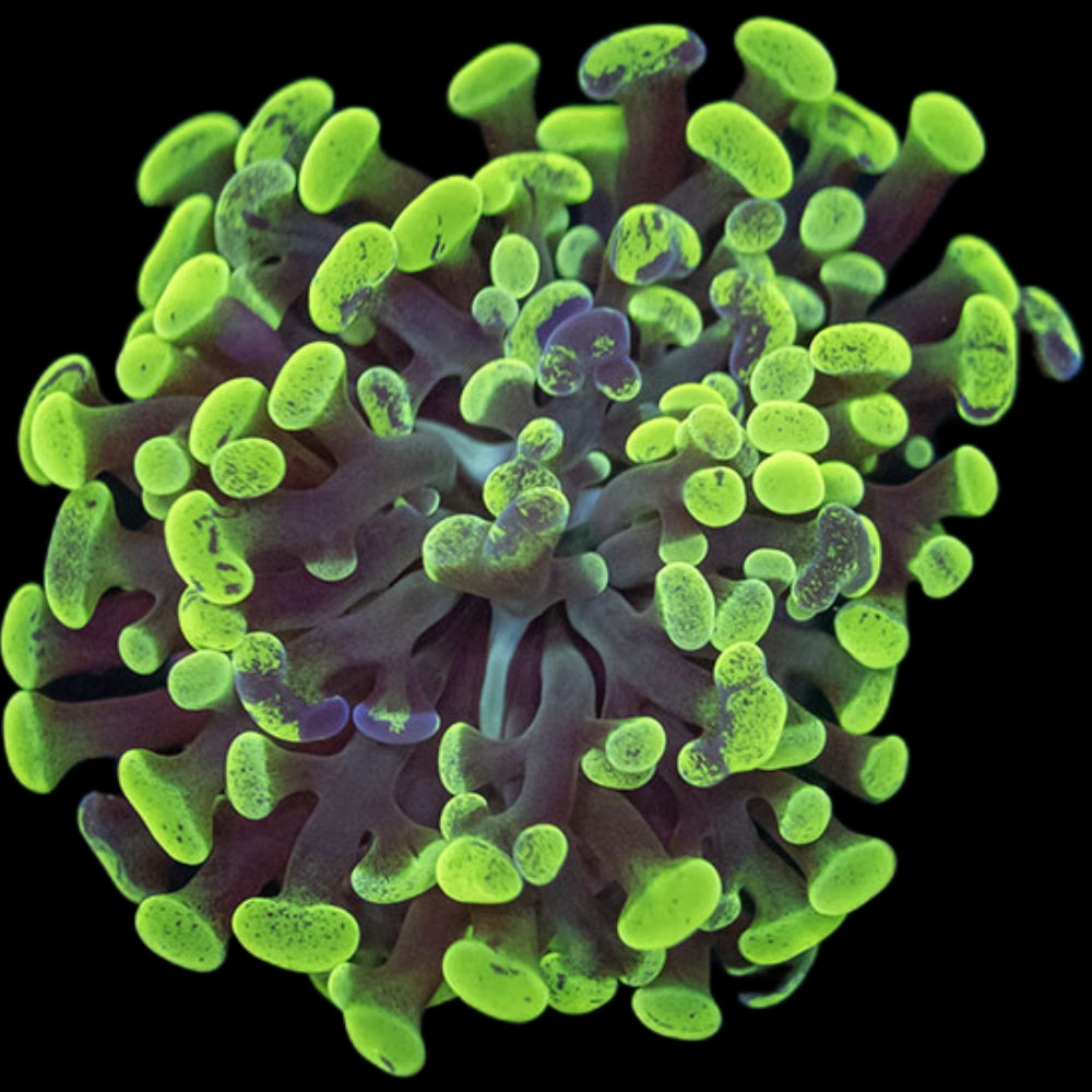 Euphyllia Paraancora Neon Blotch 699kr p/h