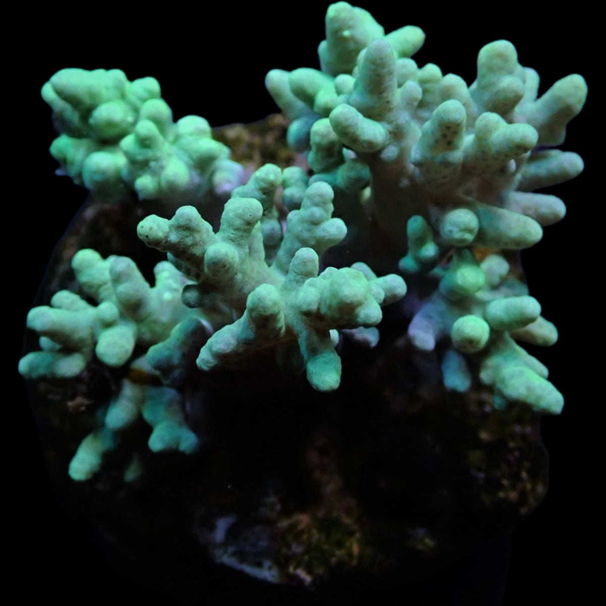 Sinularia Green 399kr