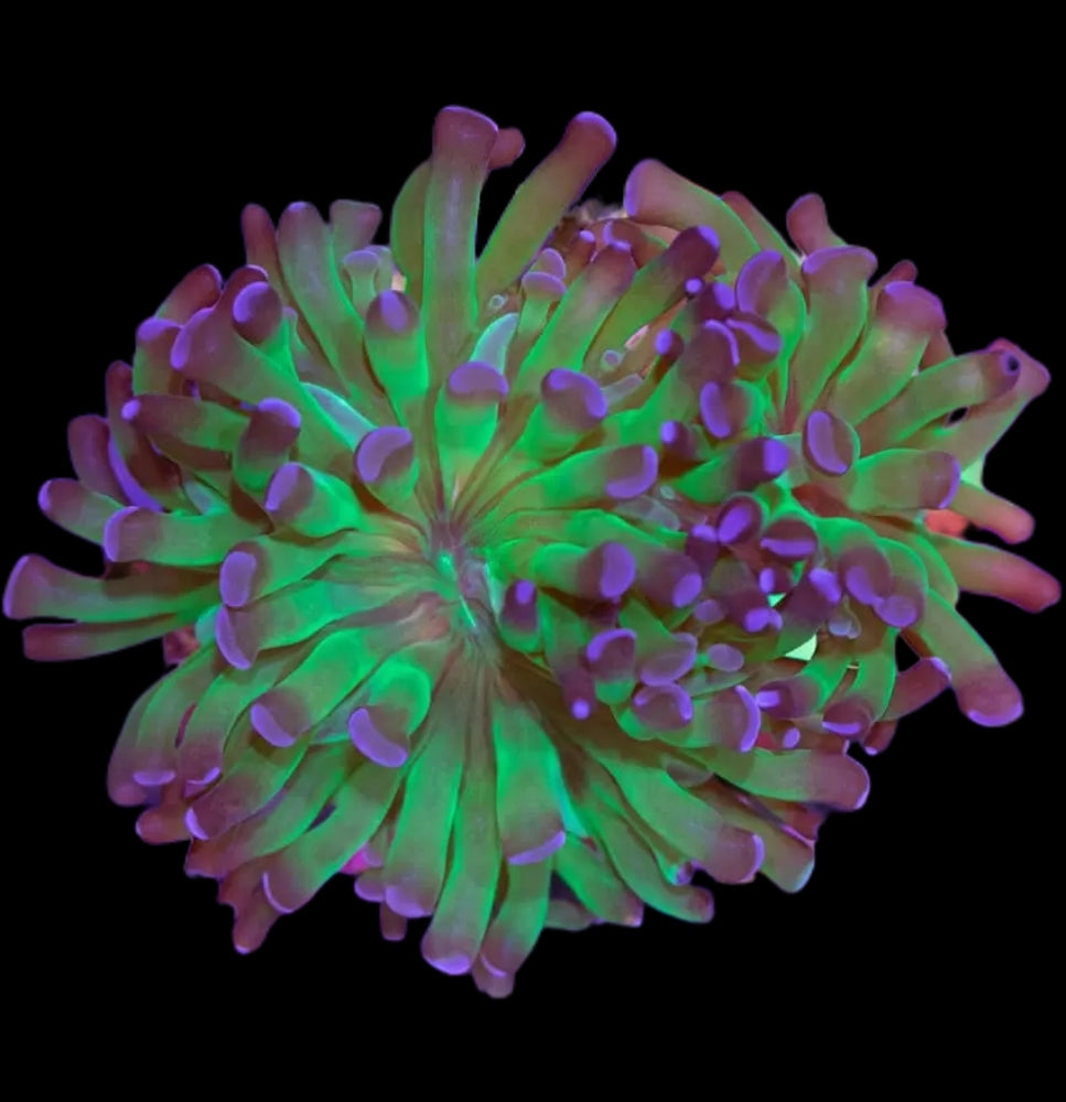 Euphyllia Paraancora Green Purple tips 249kr p/h