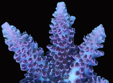 Acropora Robusta pink 699kr