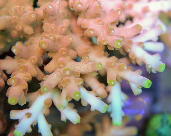 Acropora Matchstick 699kr