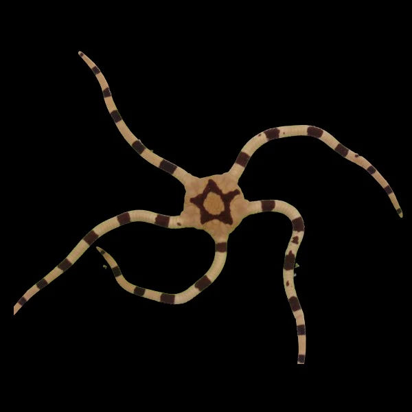 Ophiolepis superba – Bandad ormsjöstjärna 299kr