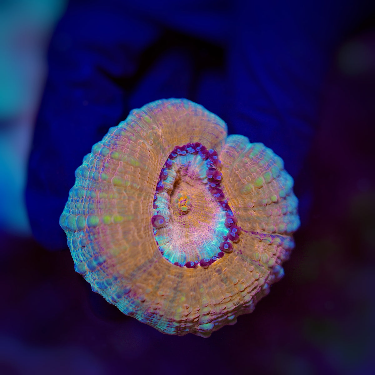 Lobophyllia Orange blue 599kr WYSIWYG