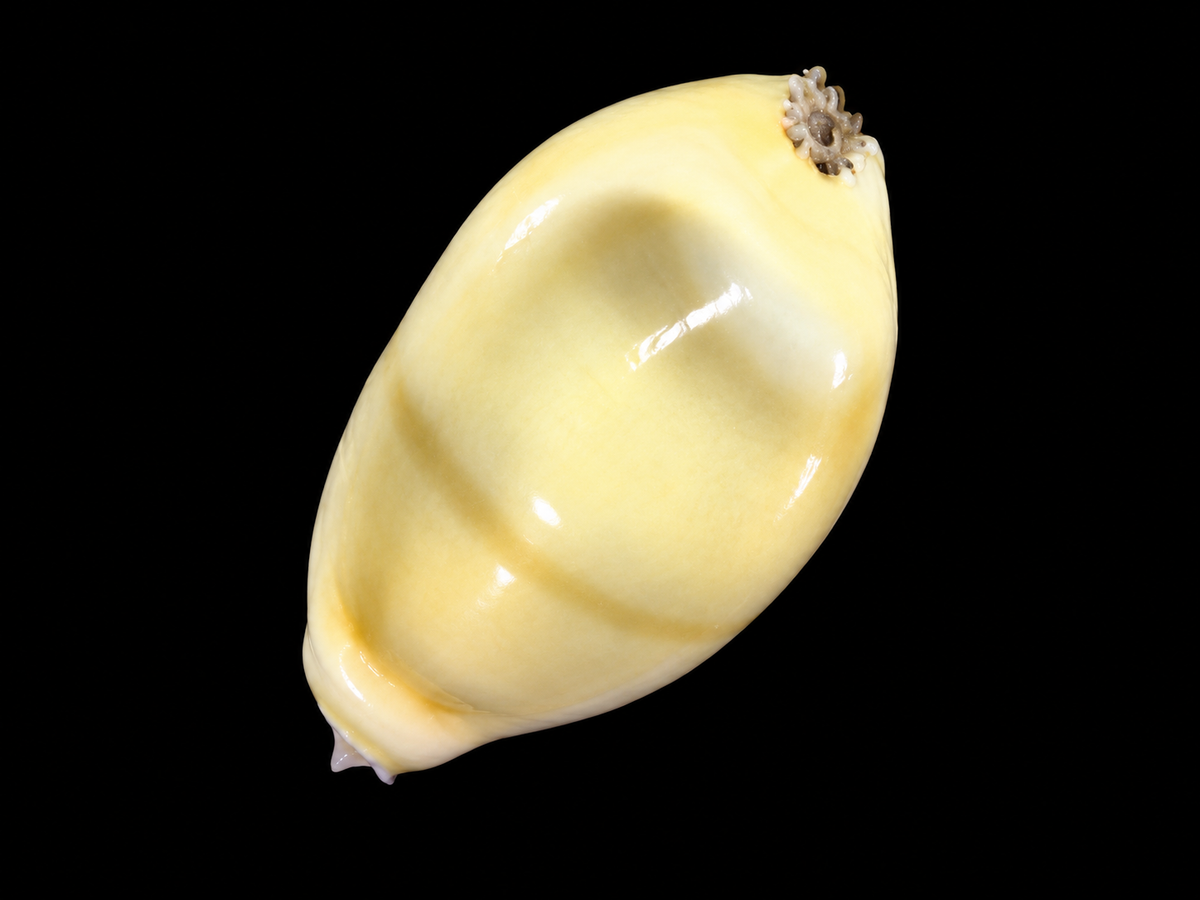 Monetaria moneta – Money Cowrie 89kr