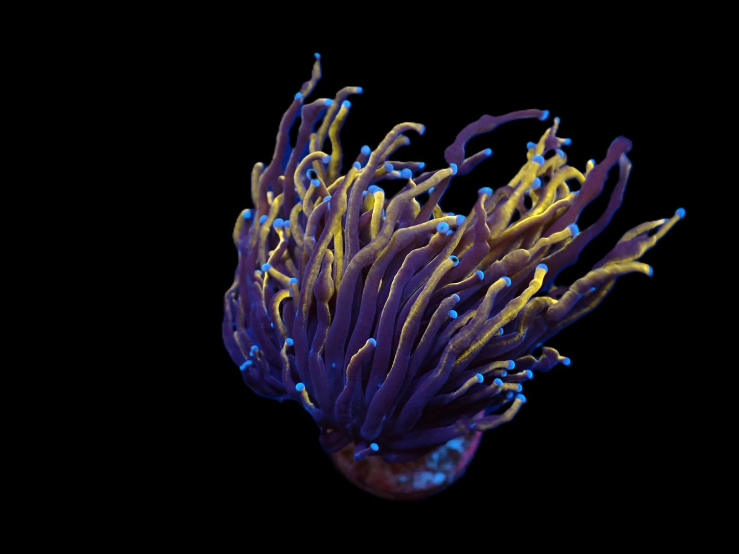 Euphyllia Glabrescens Indo Gold 999kr p/h