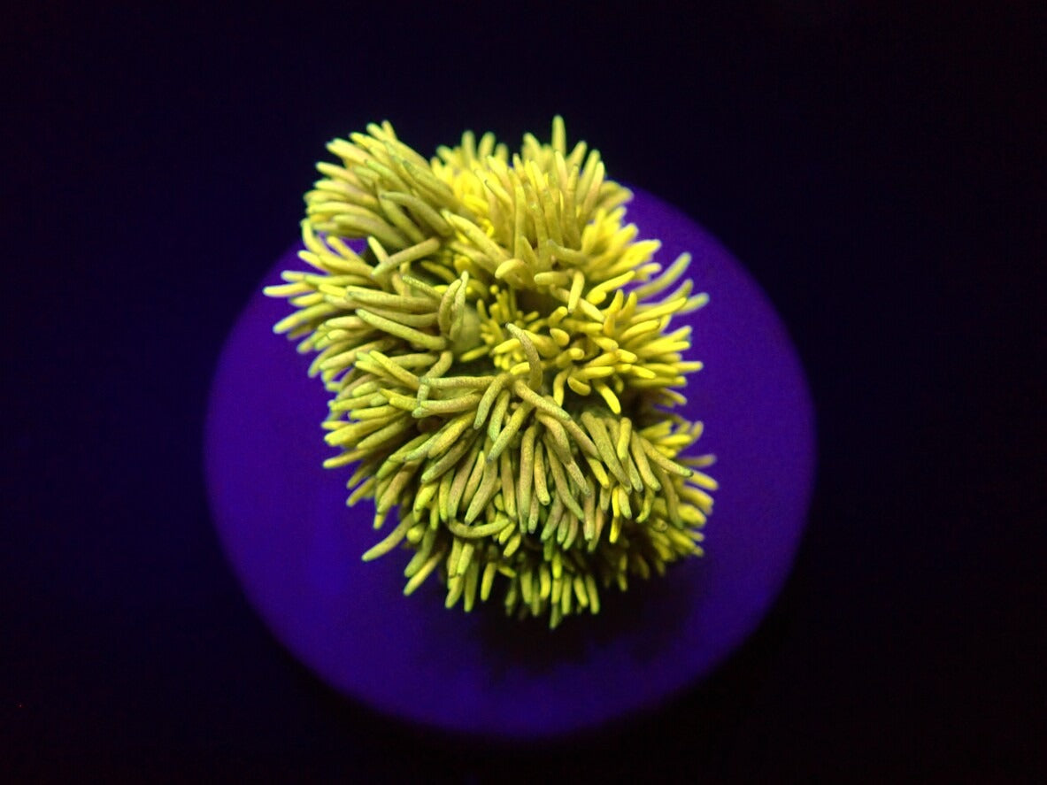 Goniopora Yellow 1299kr