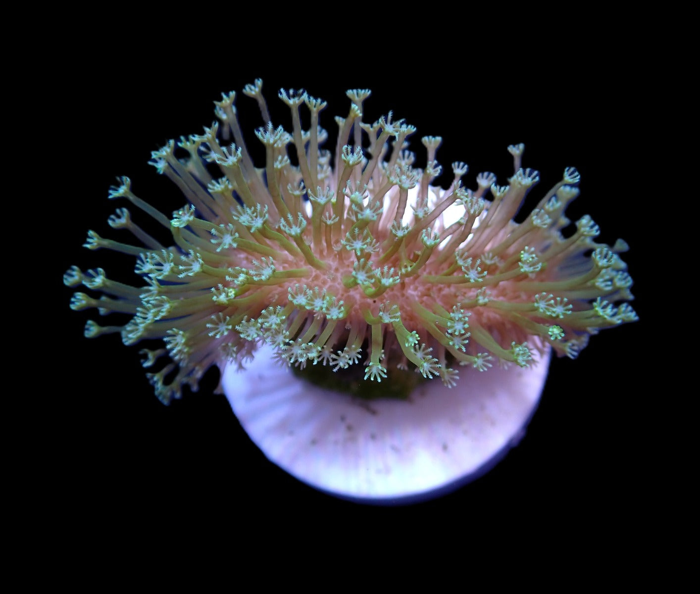 Sarcophyton Ehrenbergi Weeping Willow 699 kr