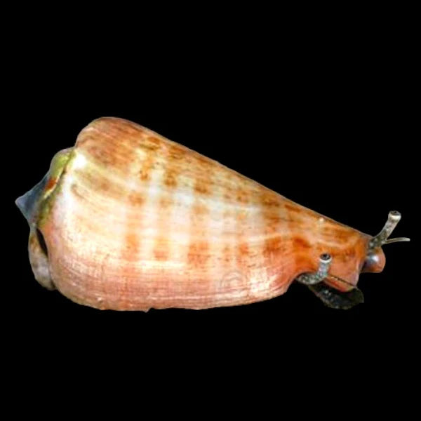 Strombus sp. – Sandlevande snigel 129kr