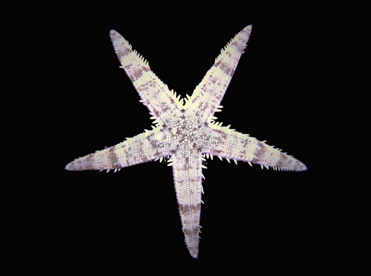 Archaster typicus – Sandvändande Sjöstjärna 299kr