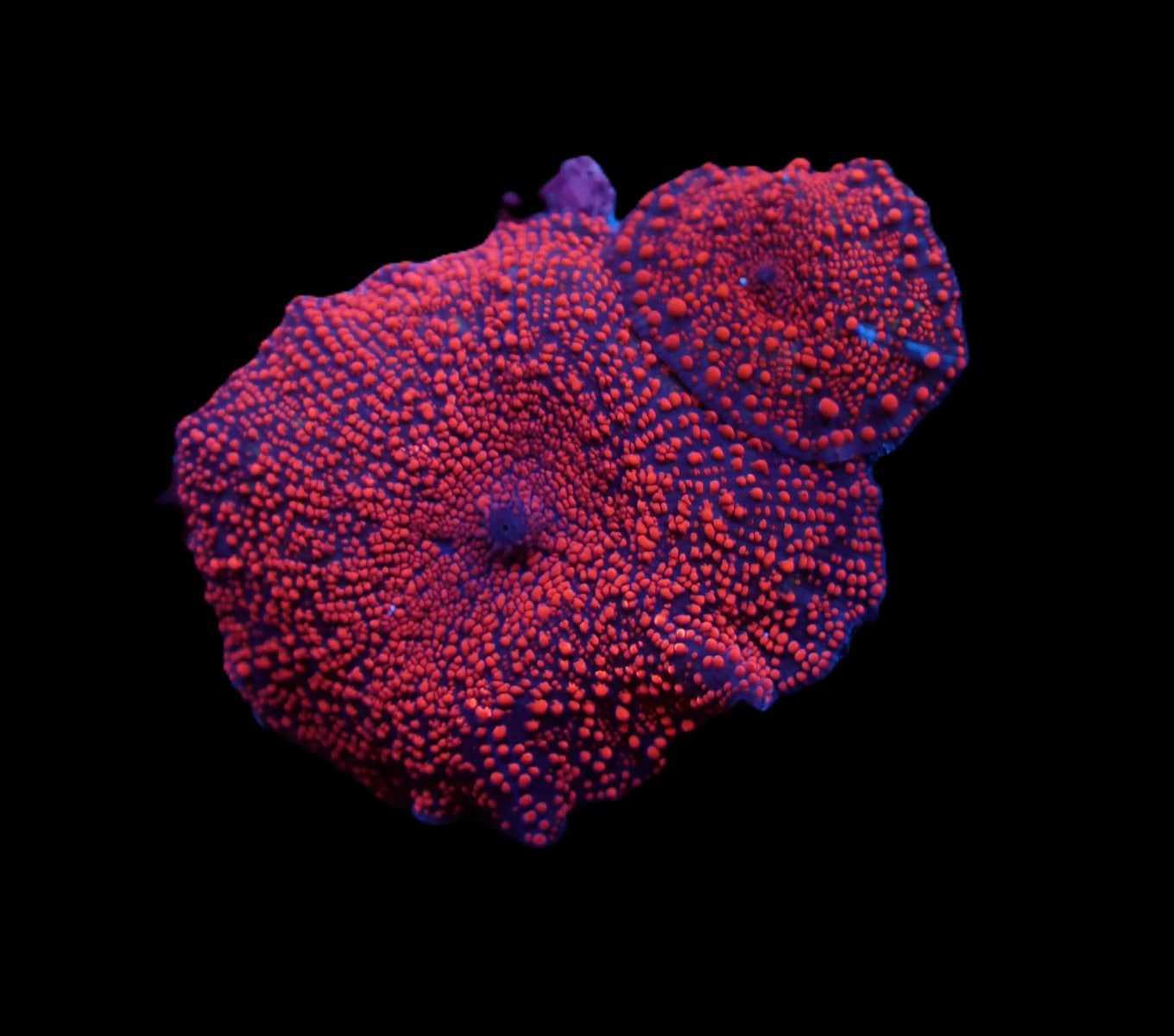 Discosoma Punctatus Pinklady 699kr p/s