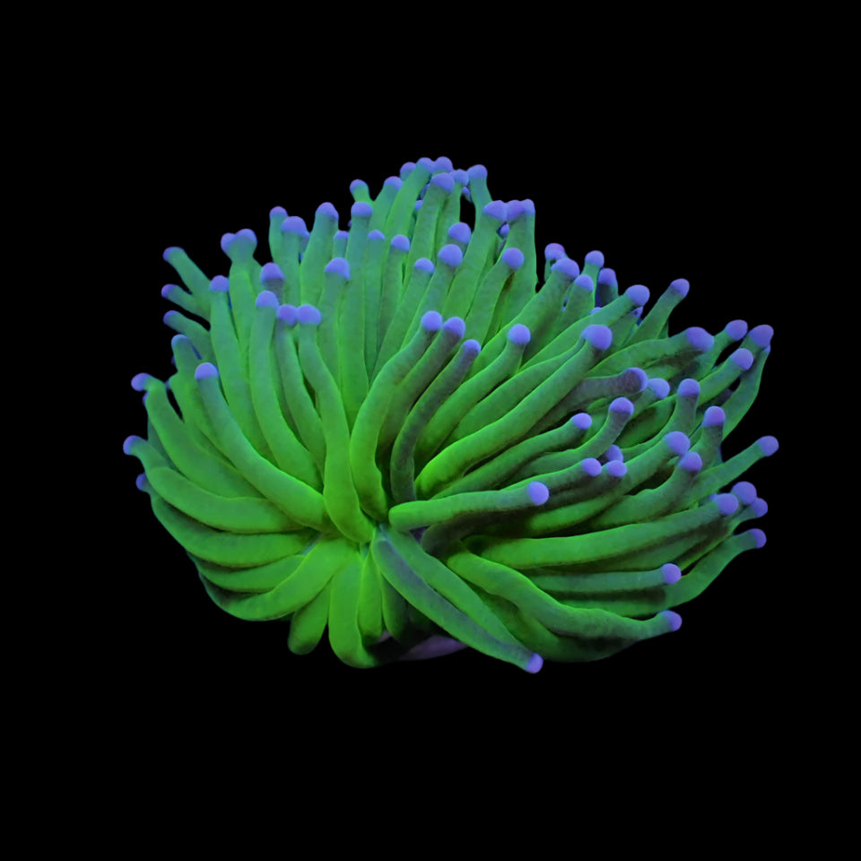 Euphyllia Glabrescens Blueberry Deluxe 899kr p/h
