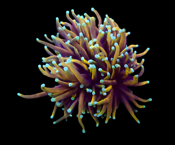 Euphyllia Glabrescens Dragon Soul 699 p/h