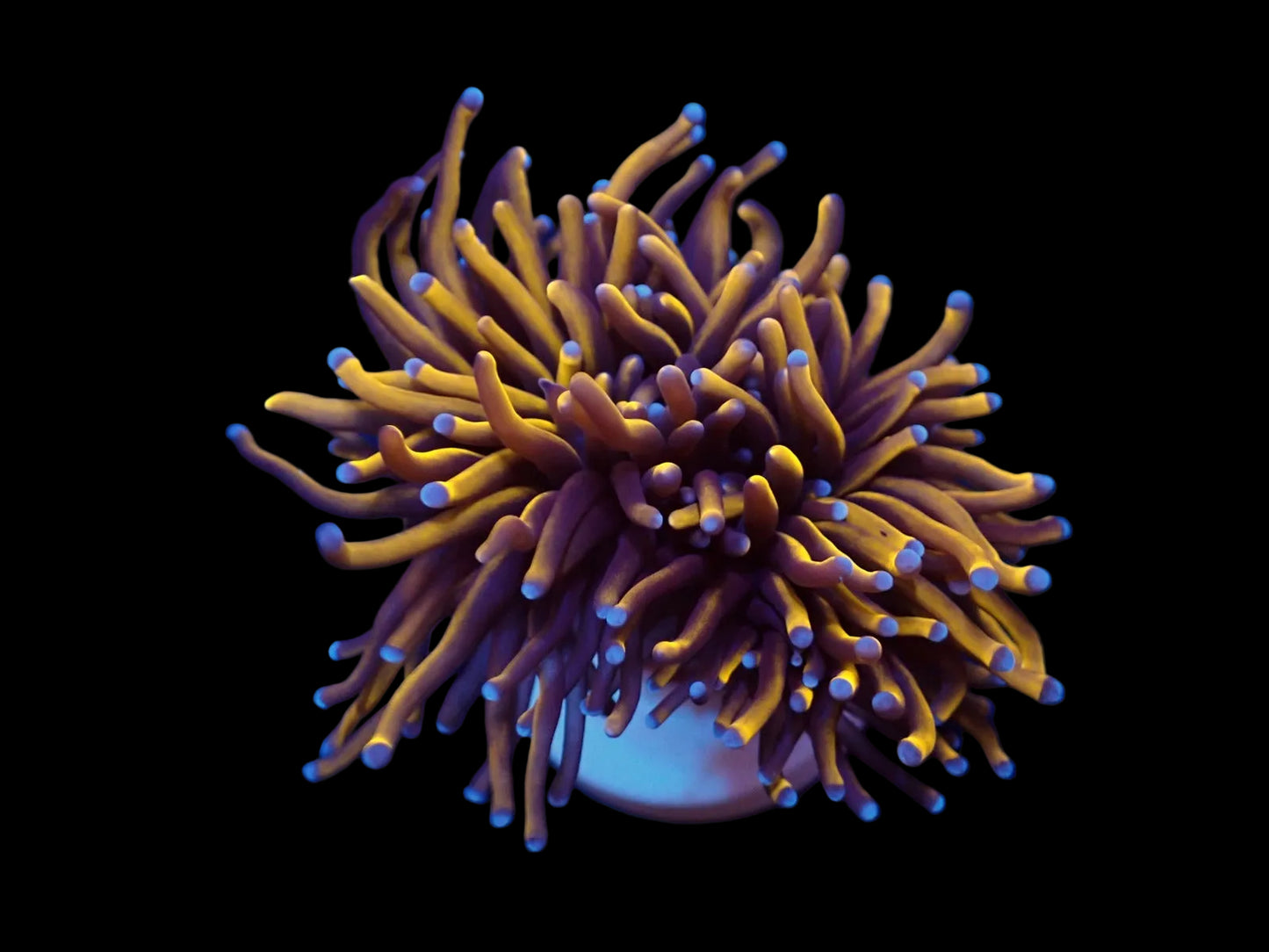 Euphyllia Glabrescens Indo Gold 799kr p/h