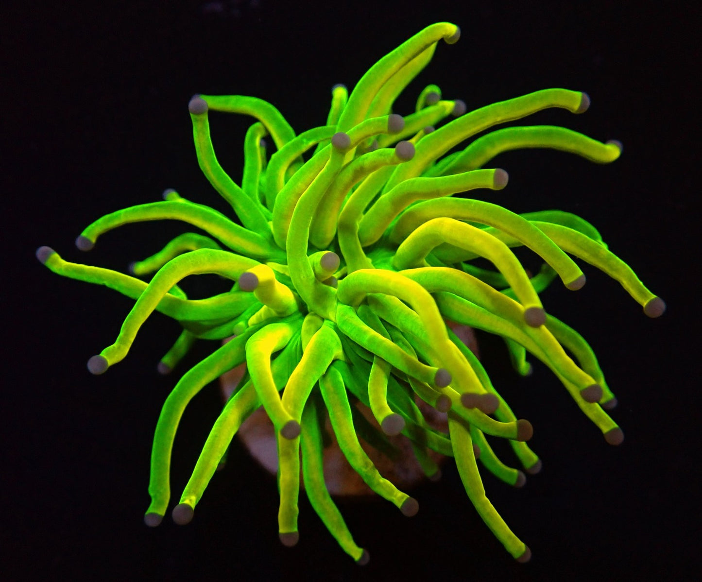 Euphyllia Glabrescens Holy grail 1999kr p/h