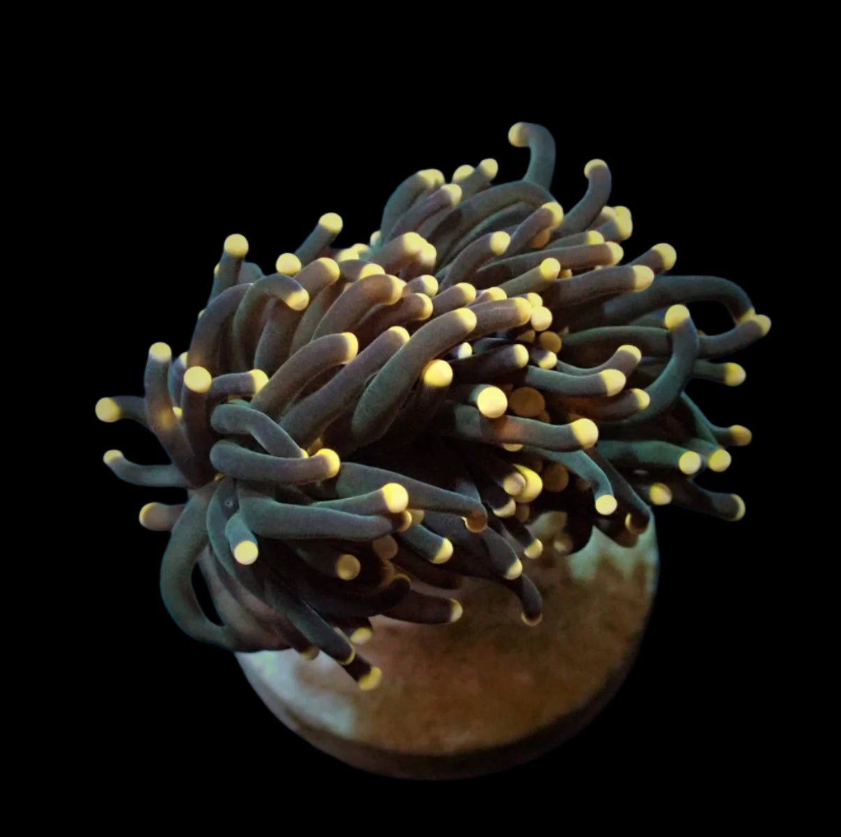 Euphyllia Glabrescens black 999kr