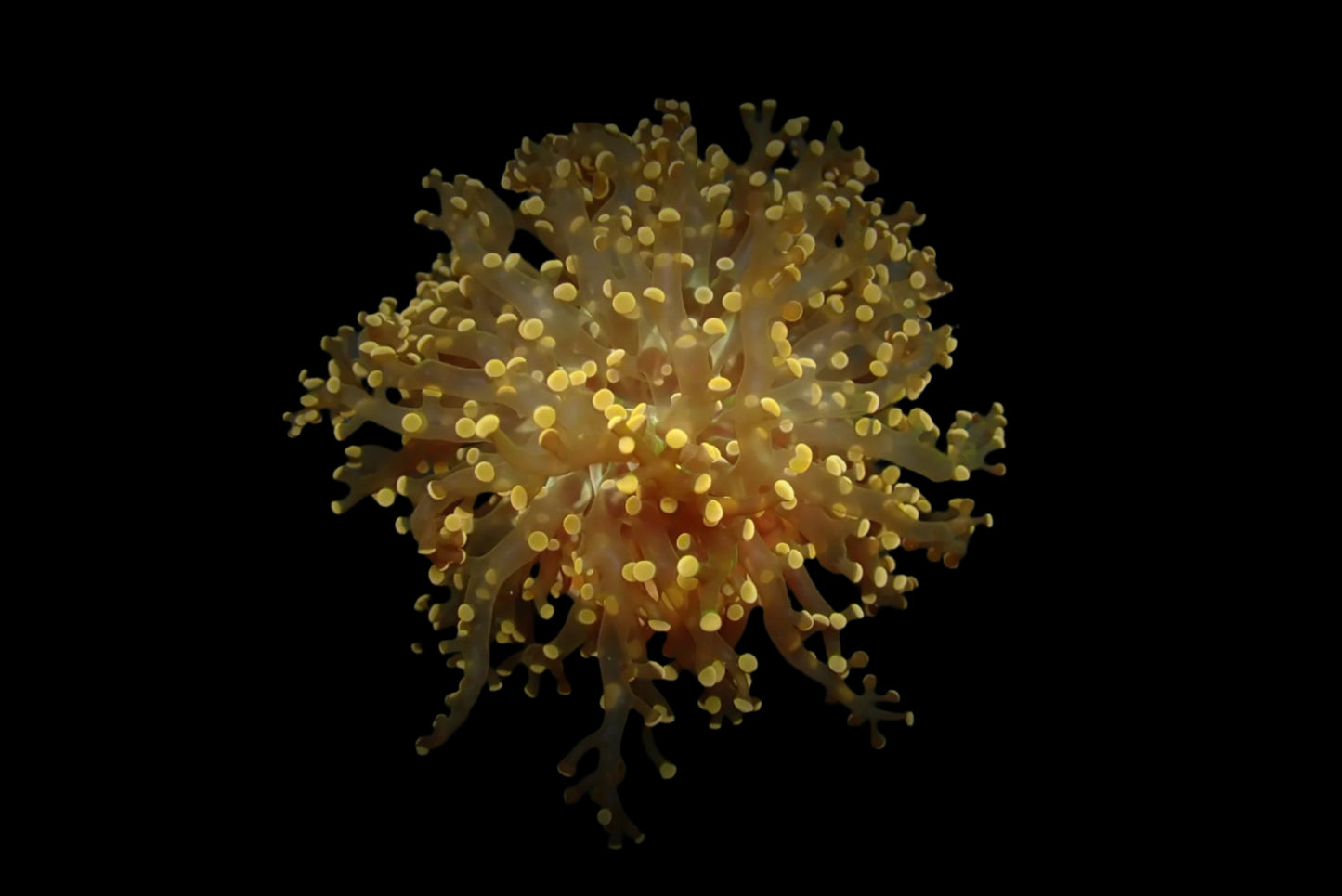 Euphyllia Paradivisa Orange Yellow 799kr p/h