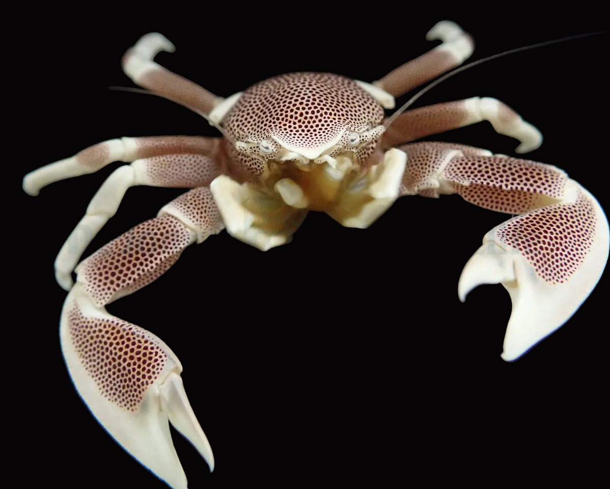 Neopetrolisthes maculatus – Porslinskrabba 299kr