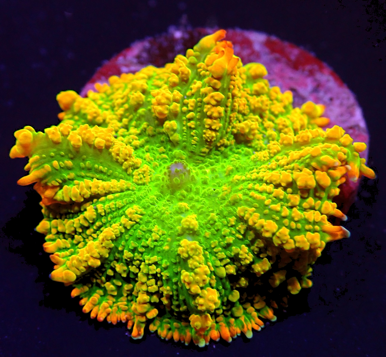 Rhodactis Inchoata Tequila Sunrise 899kr