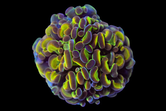 Euphyllia Paraancora Ultra Hologram 1699kr p/h