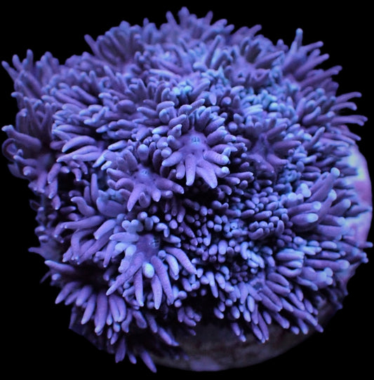Goniopora Purple/Blue 599kr