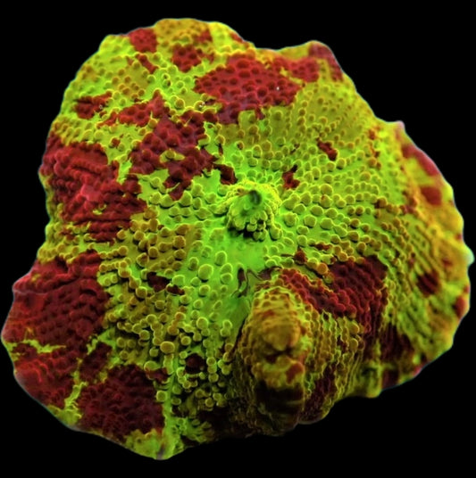 Discosoma Jawbreaker 1799kr p/s