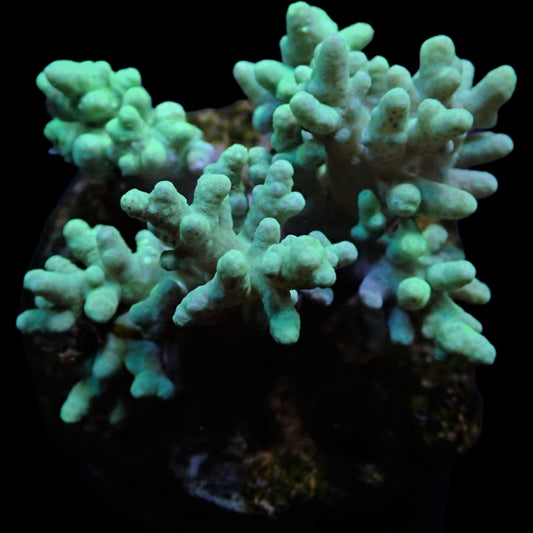 Sinularia Green 399kr