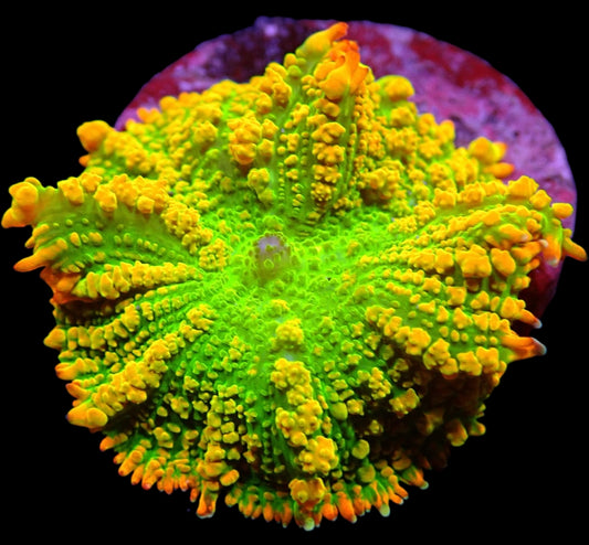 Rhodactis Inchoata Tequila Sunrise 799kr