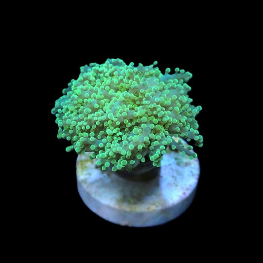 Euphyllia Yaeyamaensis Green 799kr