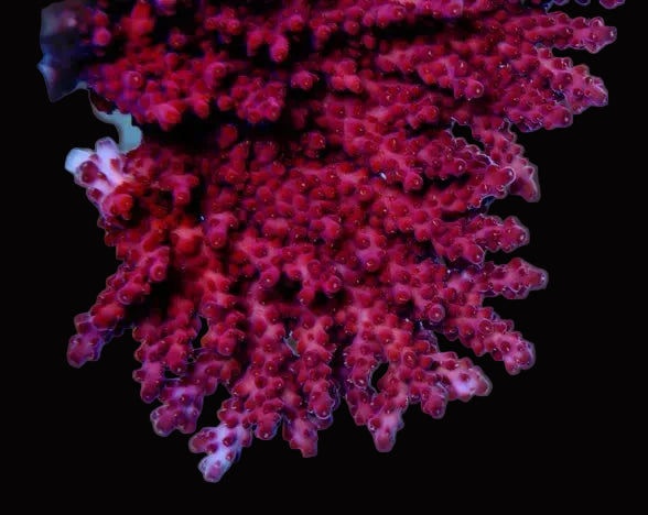 Acropora Red diamond 899kr