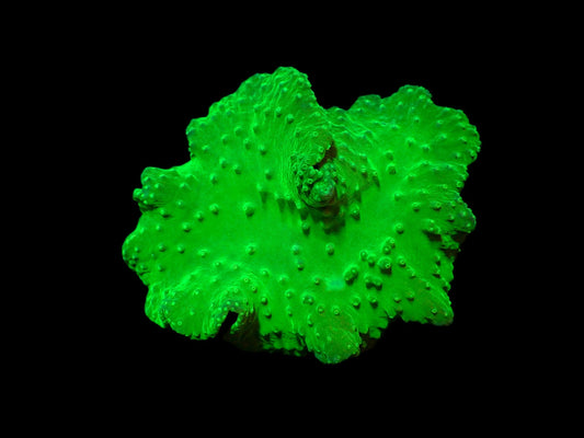 Sinularia Dura Green 499kr
