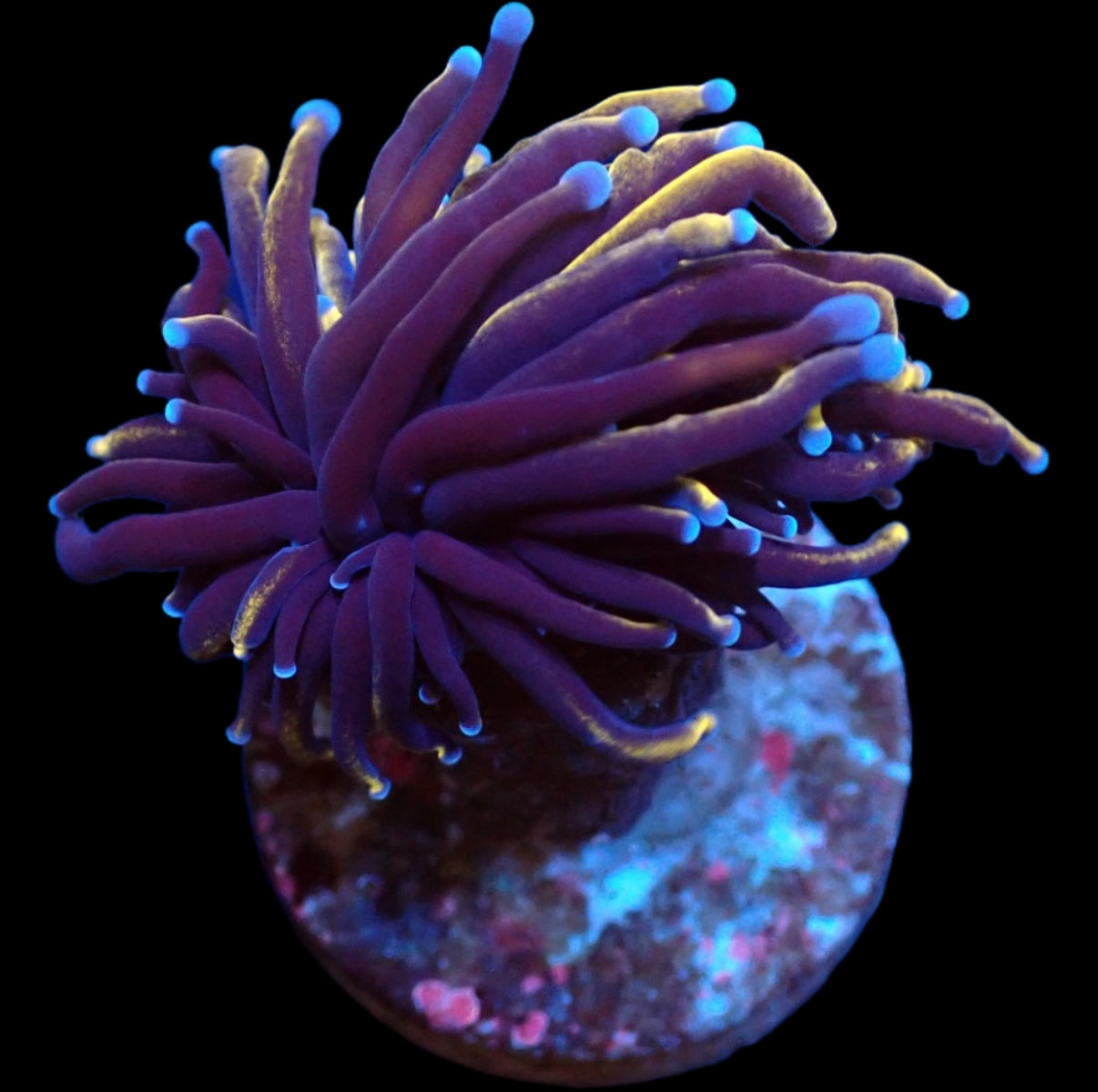 Euphyllia Glabrescens Indo Gold 799kr p/h