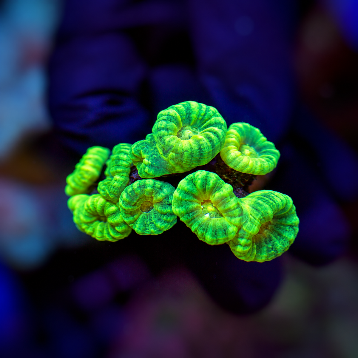 Caulastrea furcata toxic green 699kr WYSIWYG