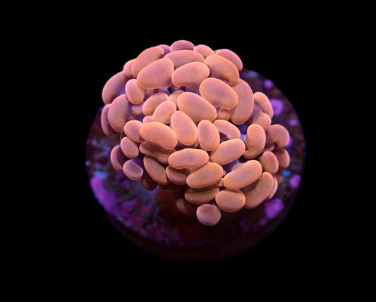 Euphyllia Paraancora Orange-Pink 399kr p/h