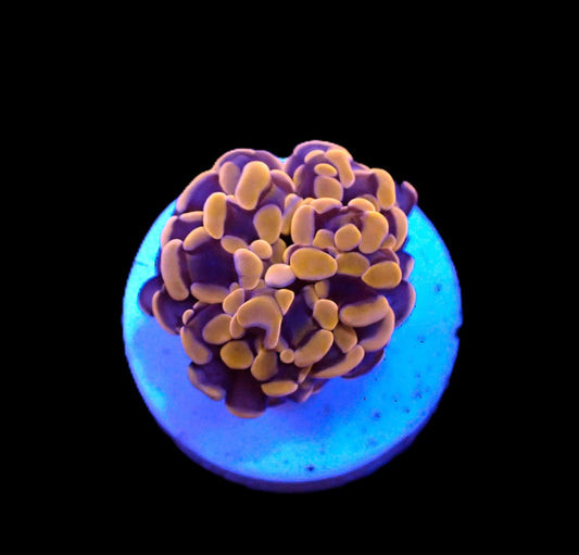 Euphyllia Paraancora Orange Purple stem 699kr p/h