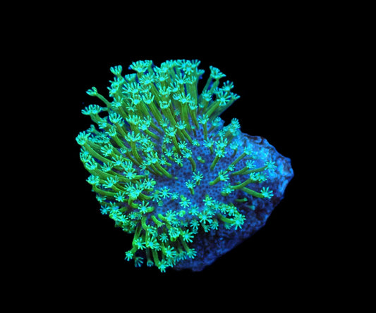 Sarcophyton Japan Green 599kr