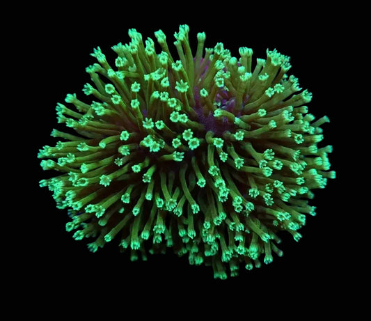 Sarcophyton Green 799 kr
