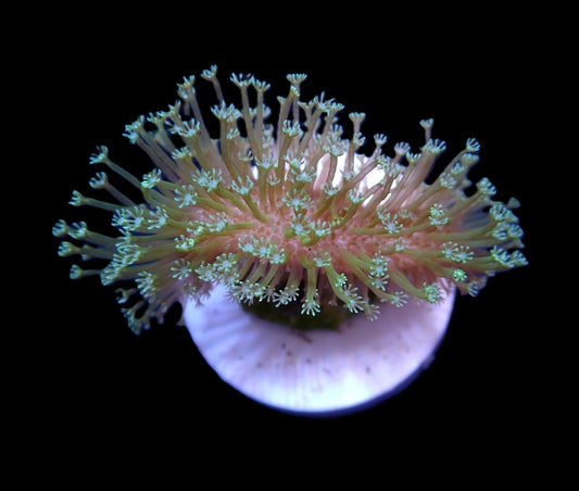 Sarcophyton Ehrenbergi Weeping Willow 699 kr