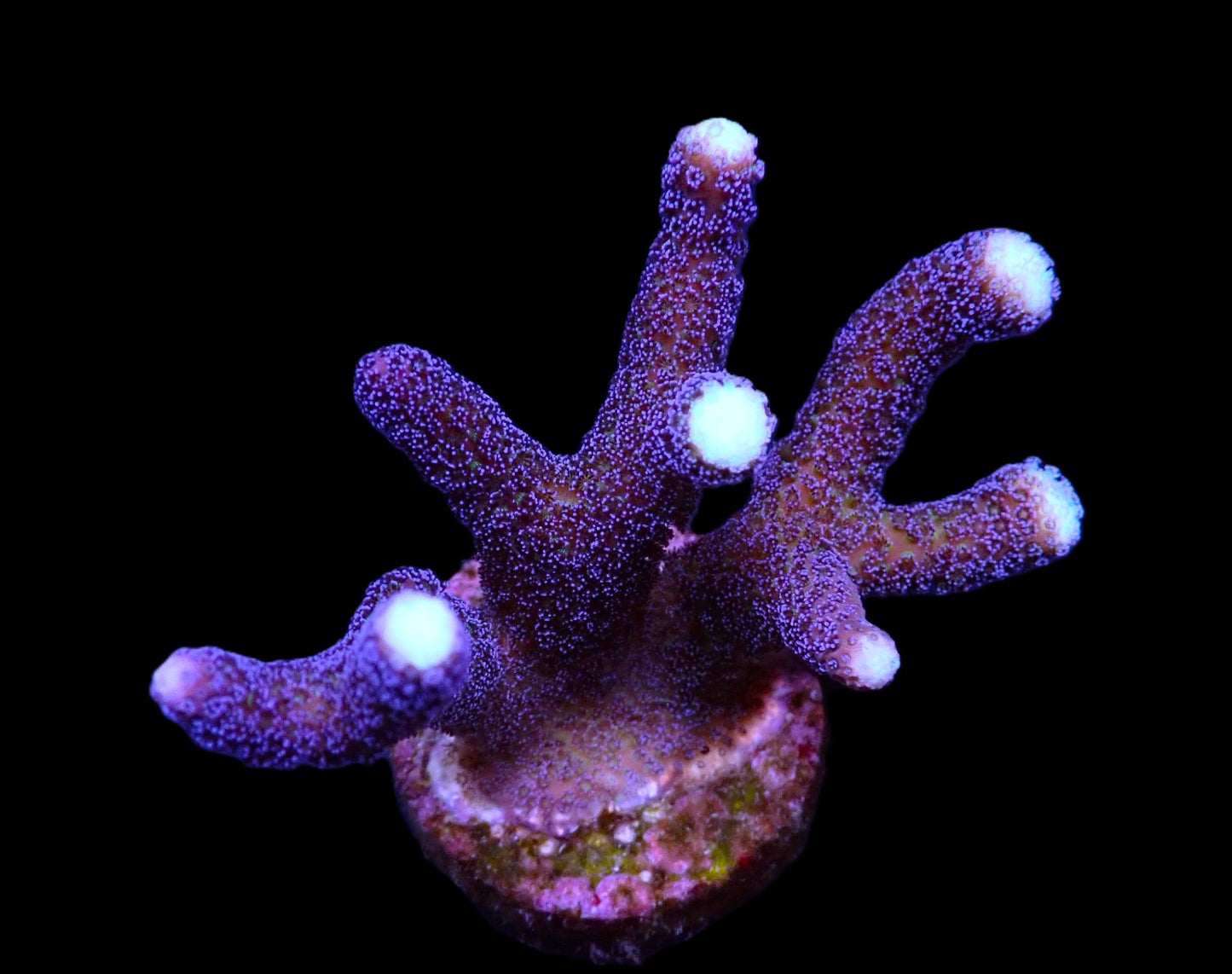 Stylopora pistillata Milka 449kr