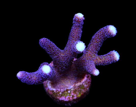 Stylopora pistillata Milka 449kr