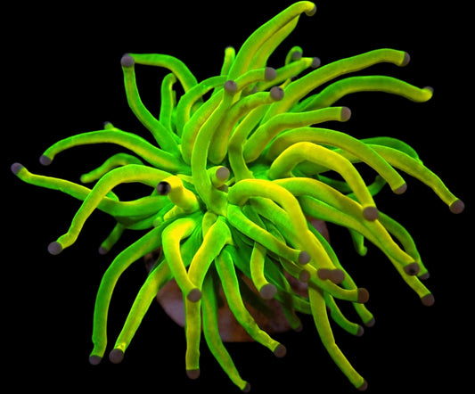 Euphyllia Glabrescens Holy Grail 1499kr p/h