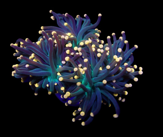 Euphyllia Glabrescens Teal - Orange tip 799kr p/h