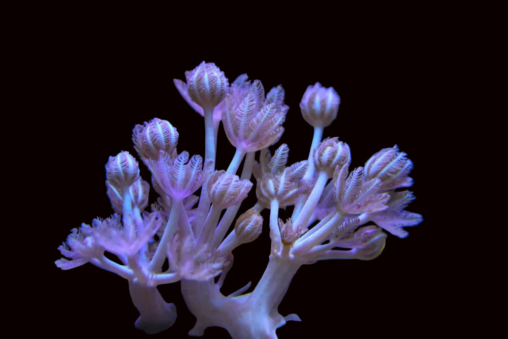 Pulsing Xenia 399kr