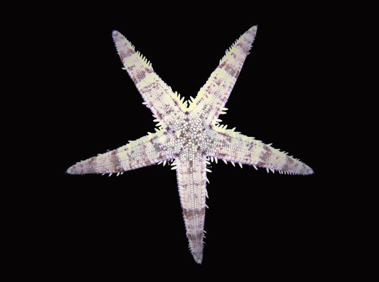 Archaster typicus – Sandvändande Sjöstjärna 299kr