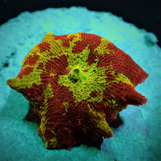 Discosoma Jawbreaker 1799kr