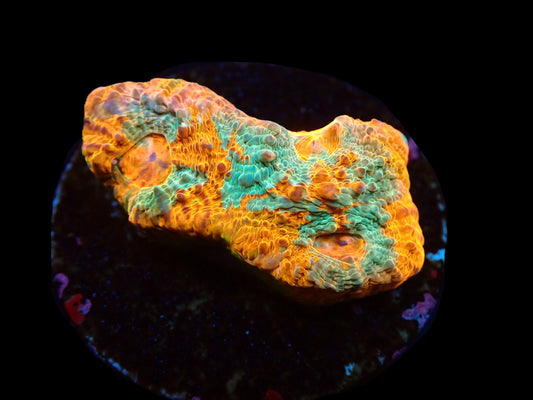 Chalice Ktar Orenji 799kr