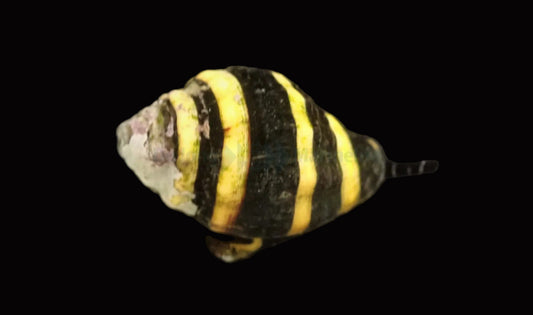 Engina mendicaria – Bumblebee Snail (Humlesnäcka) 49kr