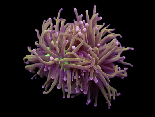 Euphyllia Glabrescens Hellfire 1299kr p/h