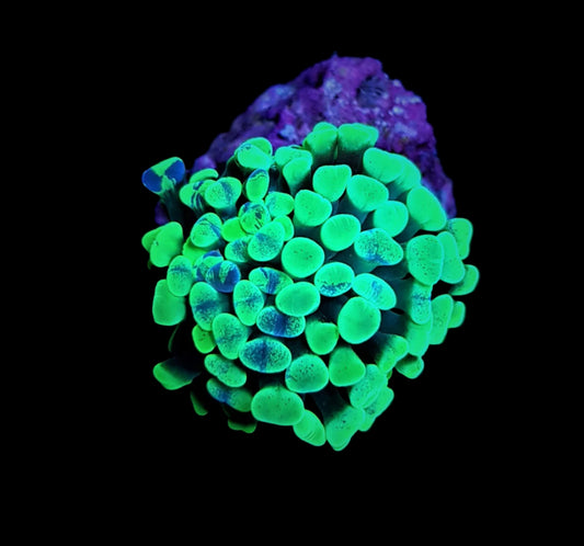 Euphyllia Paraancora Neon Blotch 699kr p/h
