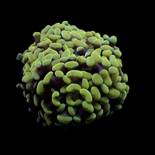 Euphyllia Paraancora Yellow Gold 499kr p/h
